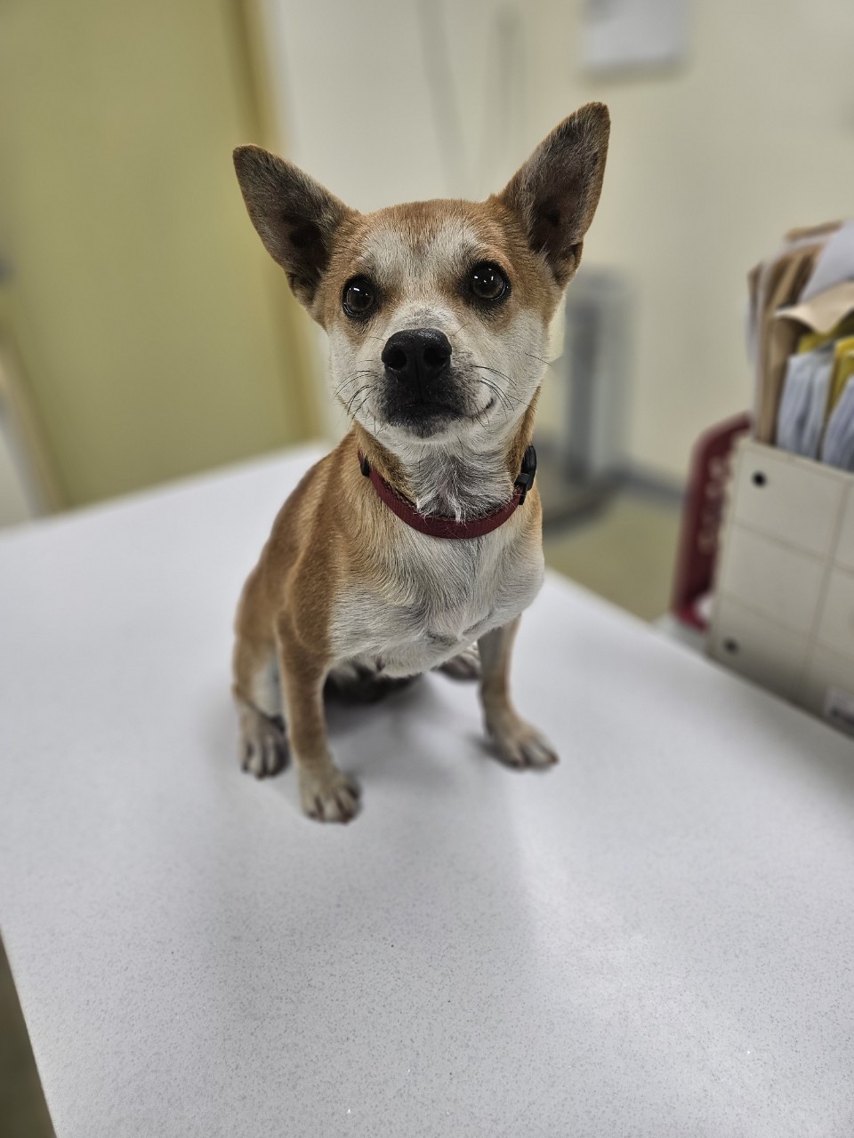 보호중 믹스견의 가…